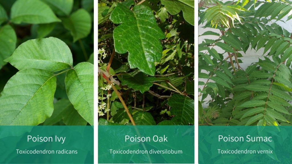 image of poison ivy, poison oak, poison sumac